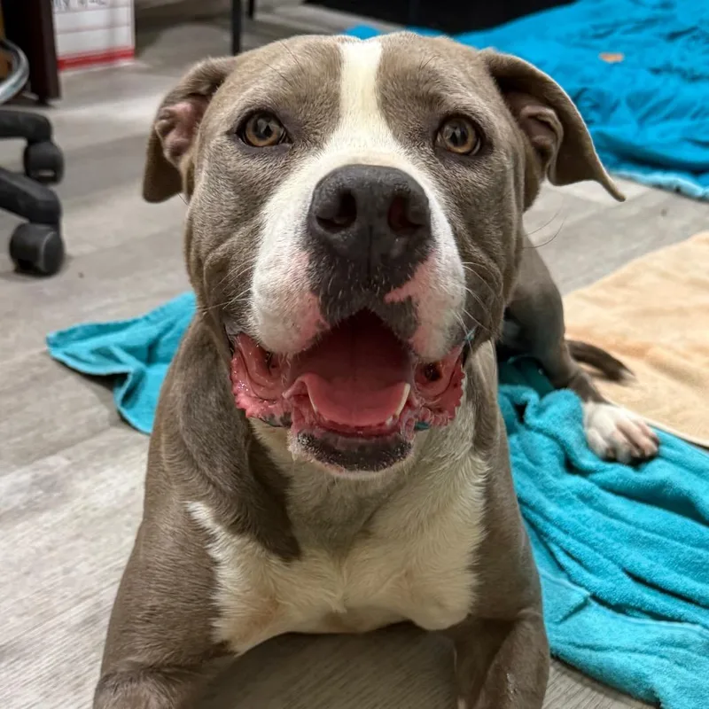 An adult medium-sized female Gray / Blue / Silver Pit Bull Terrier dog named Mamacitia for adoption in Waldorf, MD