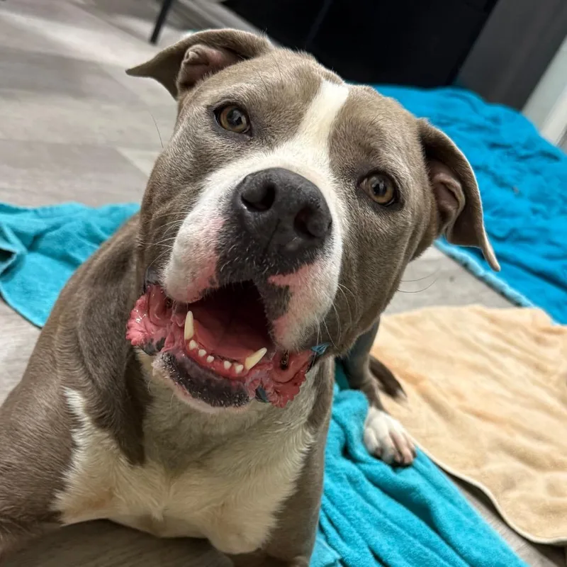 Mamacitia thumbnail 3