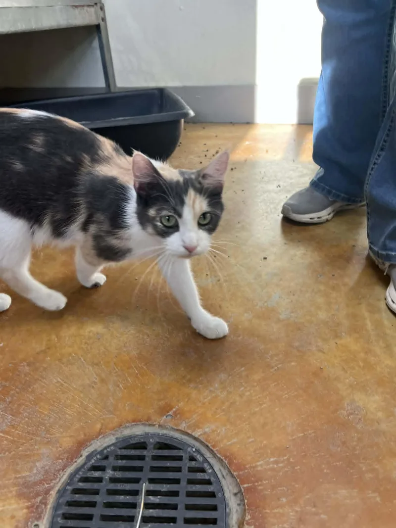 An adult medium-sized female Calico cat named Izzy for adoption in Austin, MN