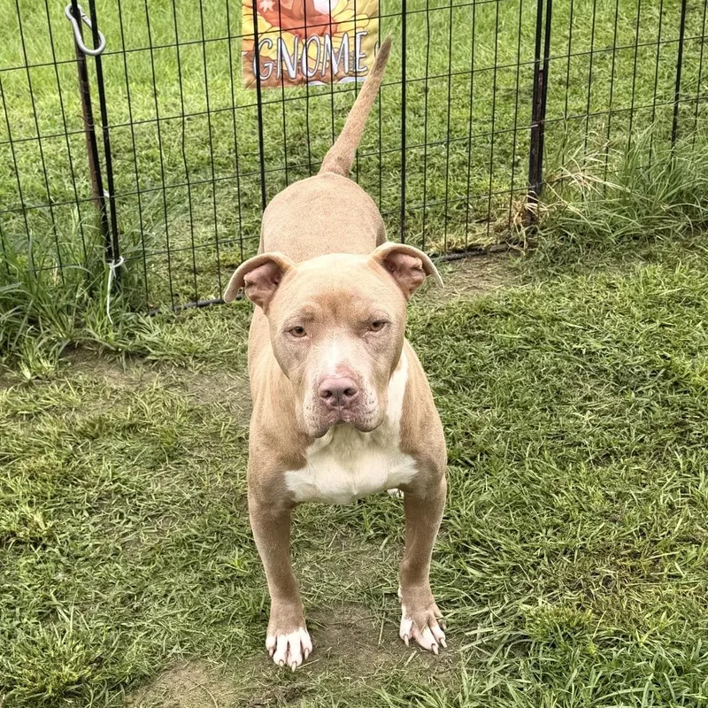 A young medium-sized female American Staffordshire Terrier dog named Lady for adoption in Douglas, GA