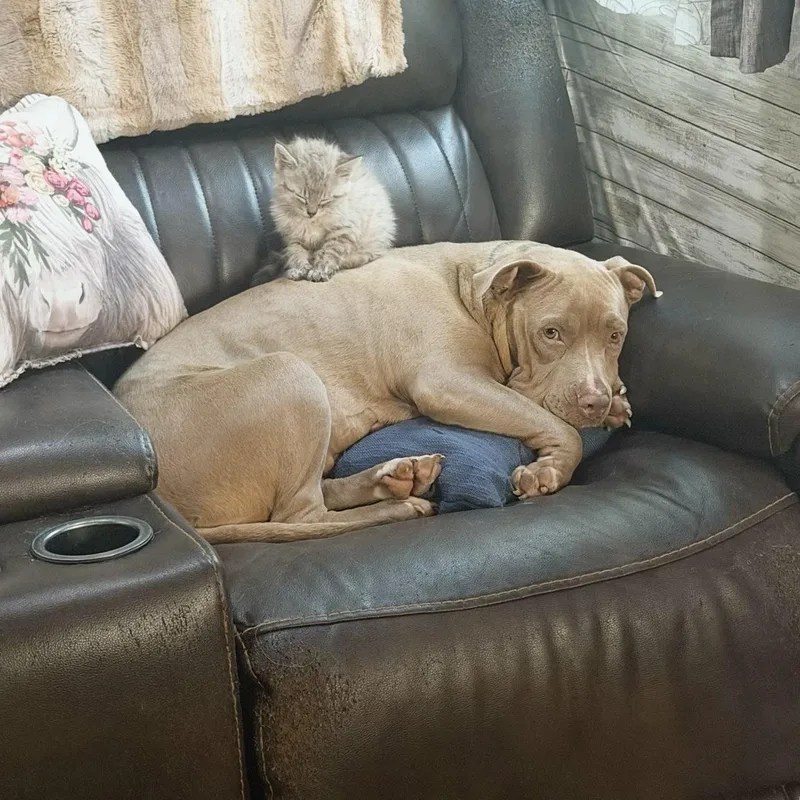Lady thumbnail 3