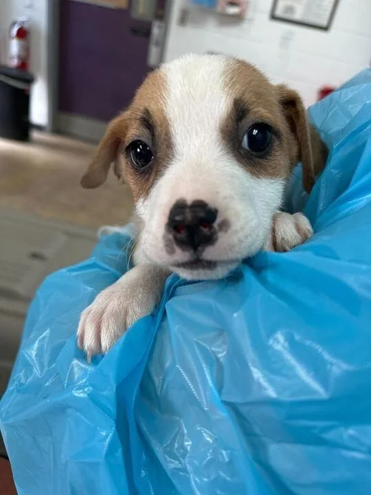 A baby medium-sized female Mixed Breed dog named Amora for adoption in Raleigh, NC