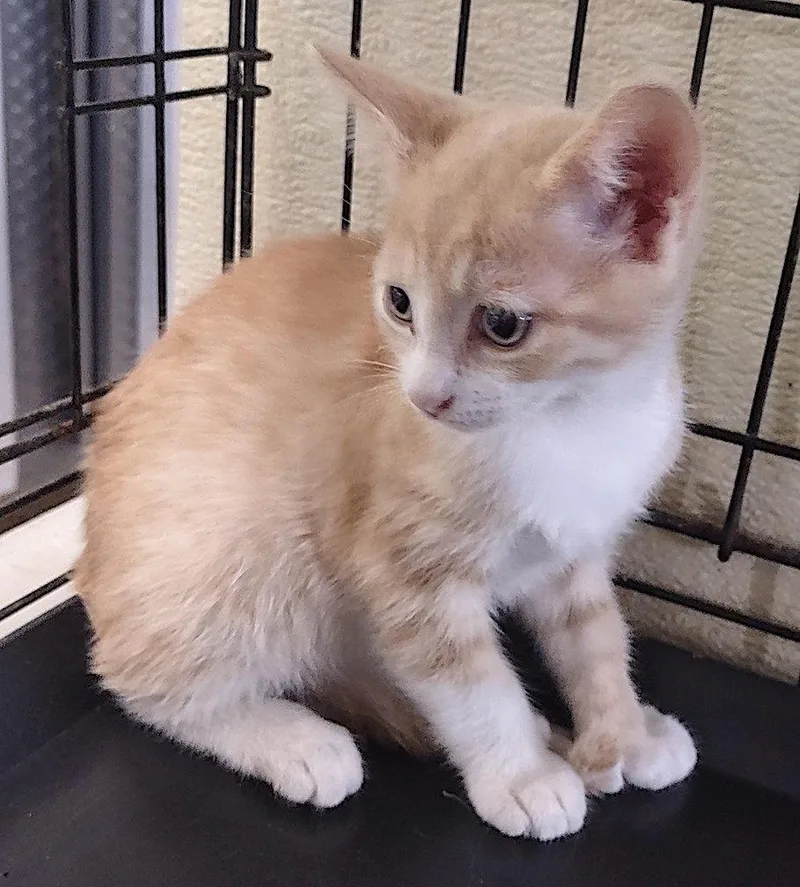 A baby medium-sized male Orange & White Domestic Short Hair cat named Yarrow for adoption in Albemarle, NC