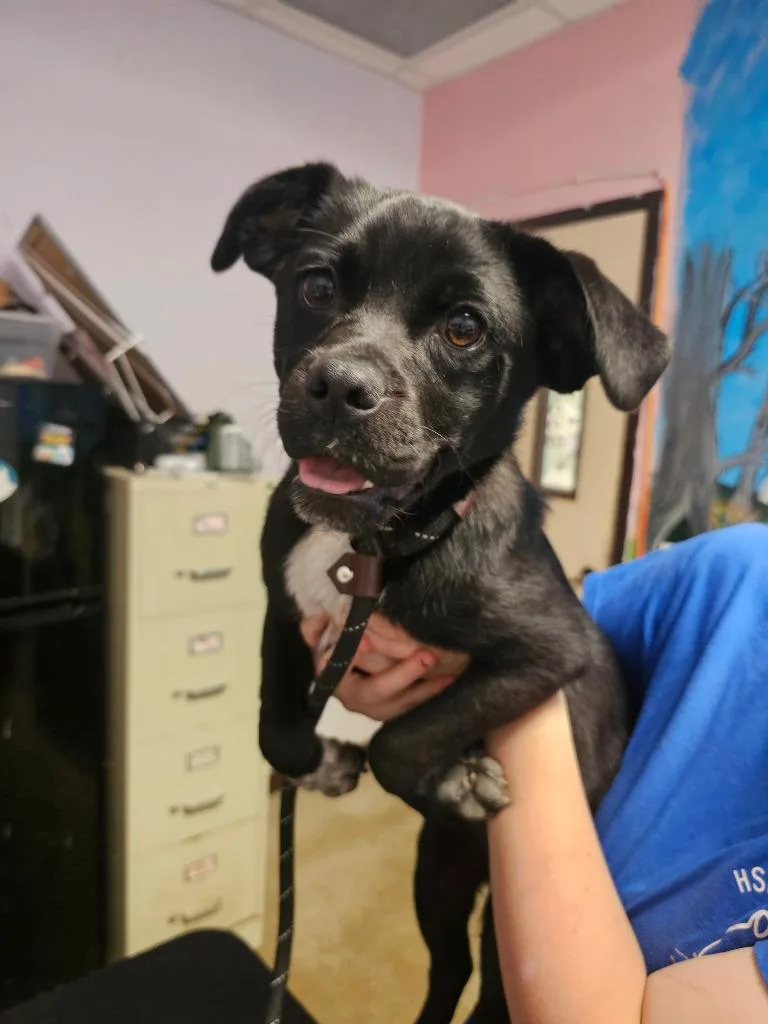A baby medium-sized female Australian Cattle Dog / Blue Heeler dog named Piggy Sue for adoption in New Braunfels, TX