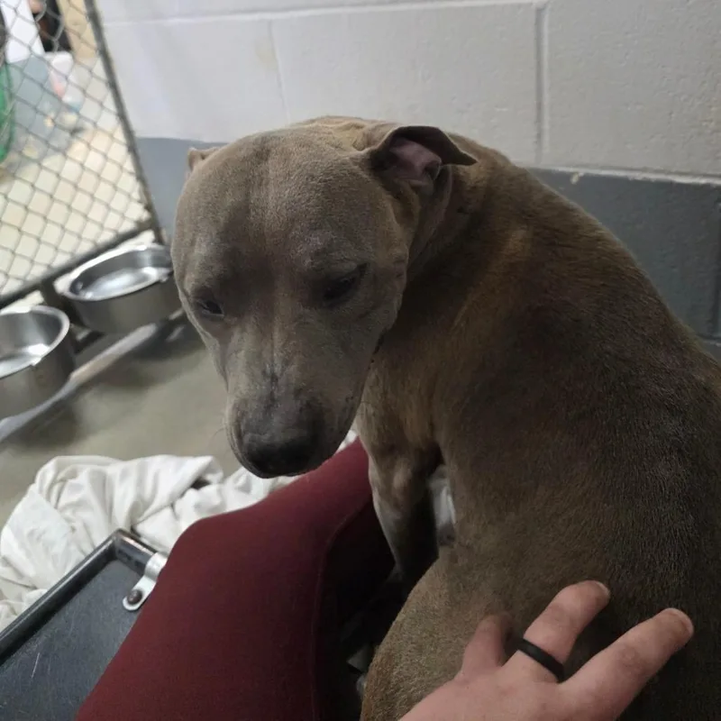 An adult medium-sized female Gray / Blue / Silver Mixed Breed dog named Everest for adoption in Columbus, NC