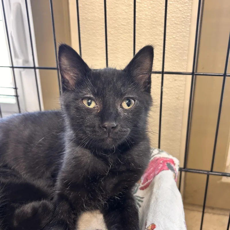 A baby small-sized male Black Domestic Short Hair cat named Cobain for adoption in Myerstown, PA