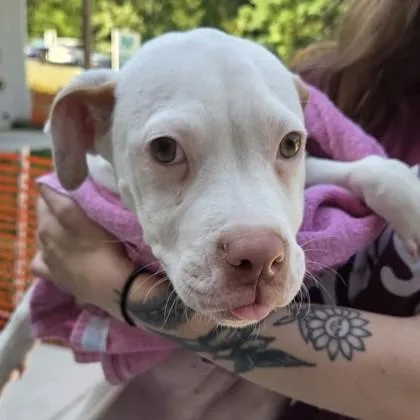 A baby small-sized male Mixed Breed dog named Rustie for adoption in Voorhees, NJ