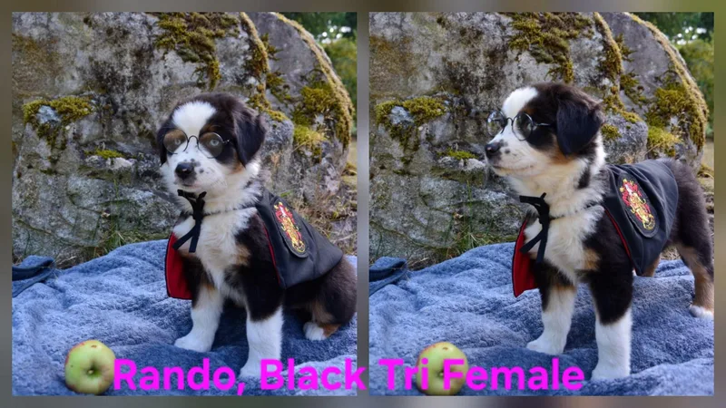 A baby medium-sized female Australian Shepherd dog named Aussie puppies for adoption in Olympia, WA
