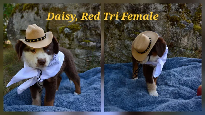 Aussie puppies thumbnail 2