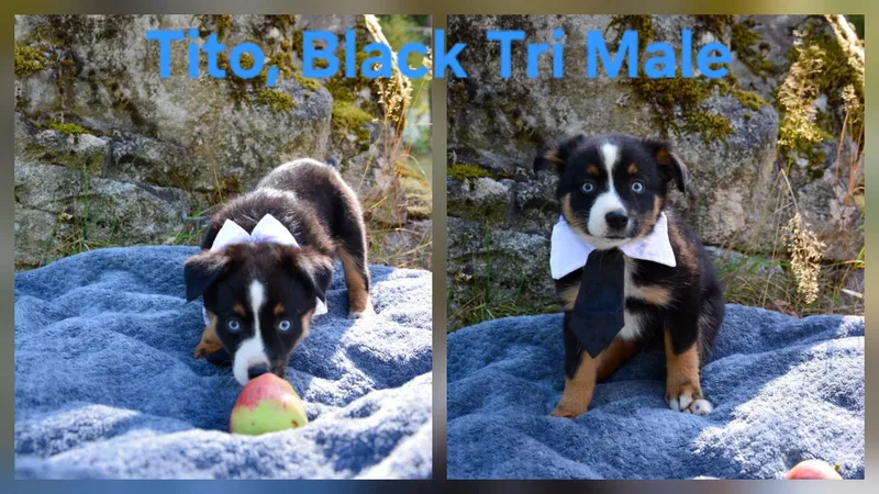 Aussie puppies thumbnail 3