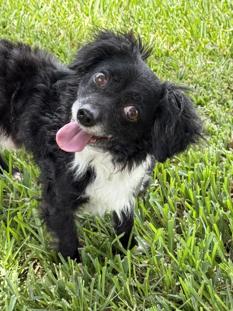 Mr. Magoo thumbnail 3