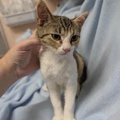 A baby medium-sized female Tabby cat named Dukati for adoption in Green Valley, AZ