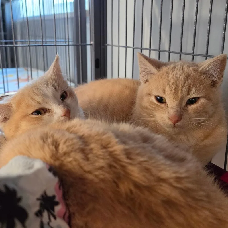 A young medium-sized male Buff / Tan / Fawn Domestic Short Hair cat named Pipe Cleaner for adoption in Muncie, IN