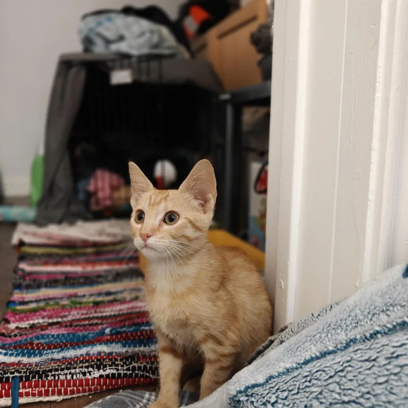 Butters thumbnail 2