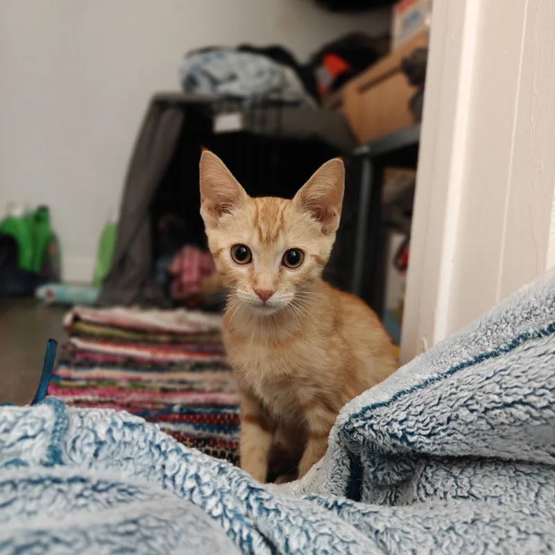 Butters thumbnail 3