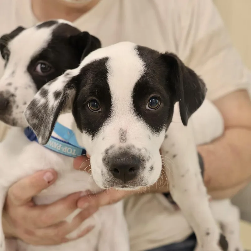 A baby small-sized female White / Cream Pointer dog named Imani for adoption in Briarcliff Manor, NY