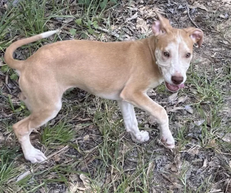 A baby medium-sized female White / Cream Labrador Retriever dog named Sarah Swing for adoption in Watertown, CT