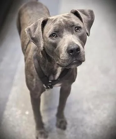 An adult medium-sized female Pit Bull Terrier dog named Willoughby for adoption in Los Angeles, CA