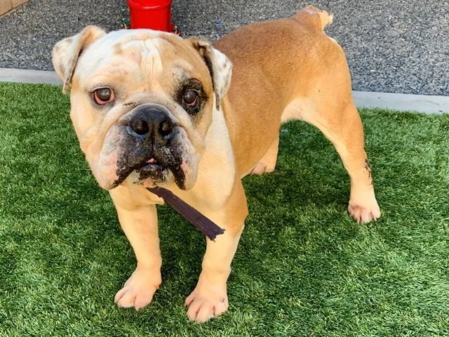 An adult medium-sized male Yellow / Tan / Blond / Fawn English Bulldog dog named Save Me Please Bangles for adoption in San Marcos, CA