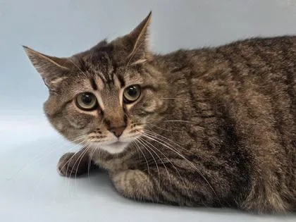 An adult small-sized female Domestic Short Hair cat named Lily for adoption in Woodbury, MN