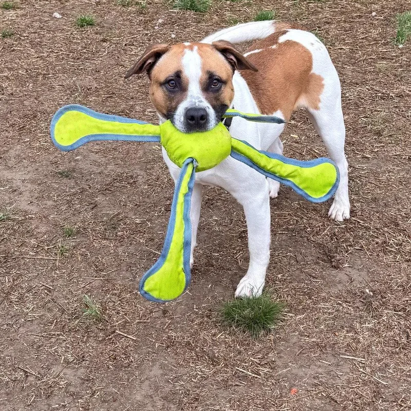An adult medium-sized male Pit Bull Terrier dog named Marcelle for adoption in Baltimore, MD
