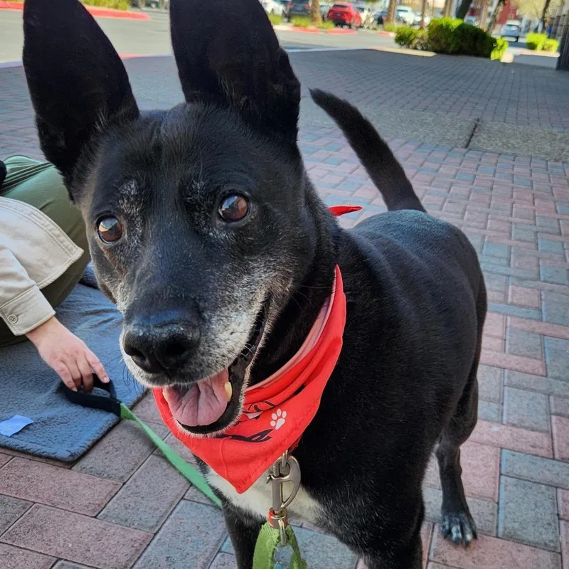 A senior medium-sized male Black Basenji dog named Harley A for adoption in Las Vegas, NV