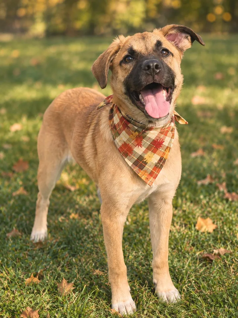 A young medium-sized male Mixed Breed dog named Ravioli for adoption in Wooster, OH