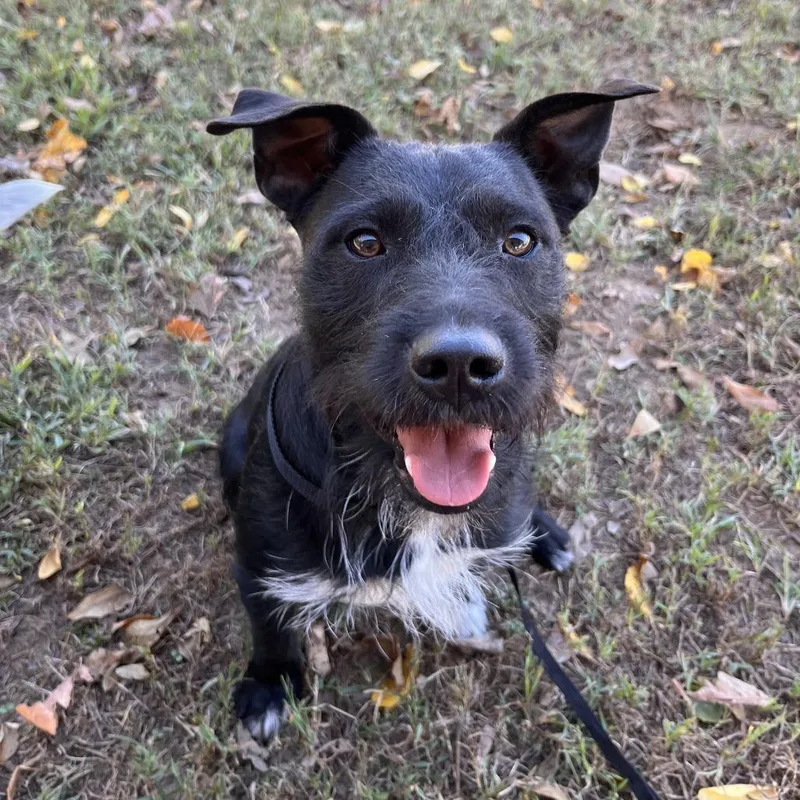 A young medium-sized male Australian Cattle Dog / Blue Heeler dog named Robert for adoption in Washburn, MO
