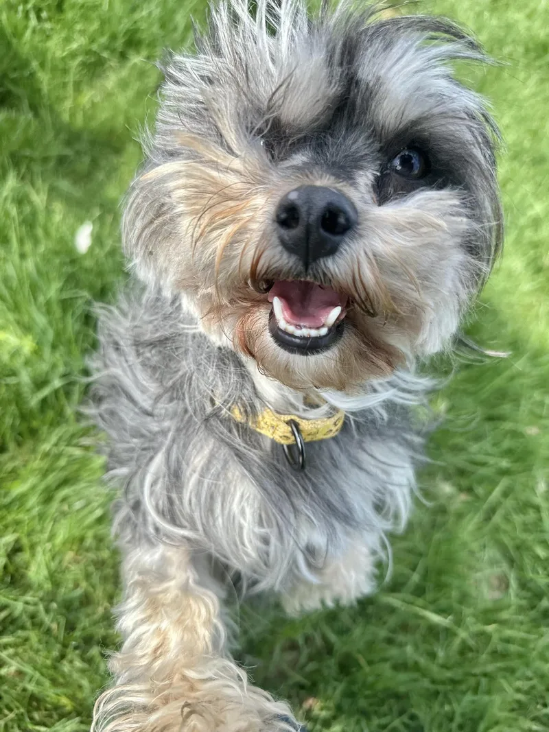 An adult small-sized female Gray / Blue / Silver Schnoodle dog named Jellybean for adoption in Wilder, VT