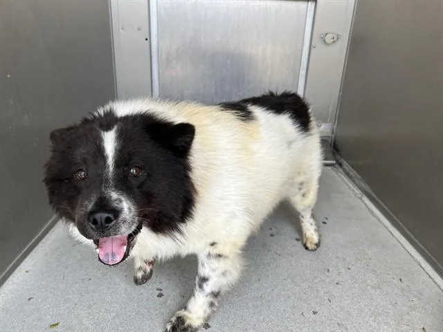 A young medium-sized female Chow Chow dog named Bella for adoption in Lancaster, CA