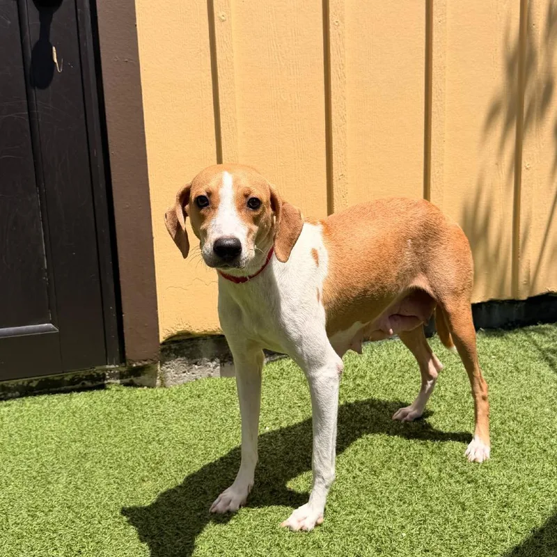 An adult medium-sized female Mixed Breed dog named Lucy for adoption in LOXAHATCHEE, FL