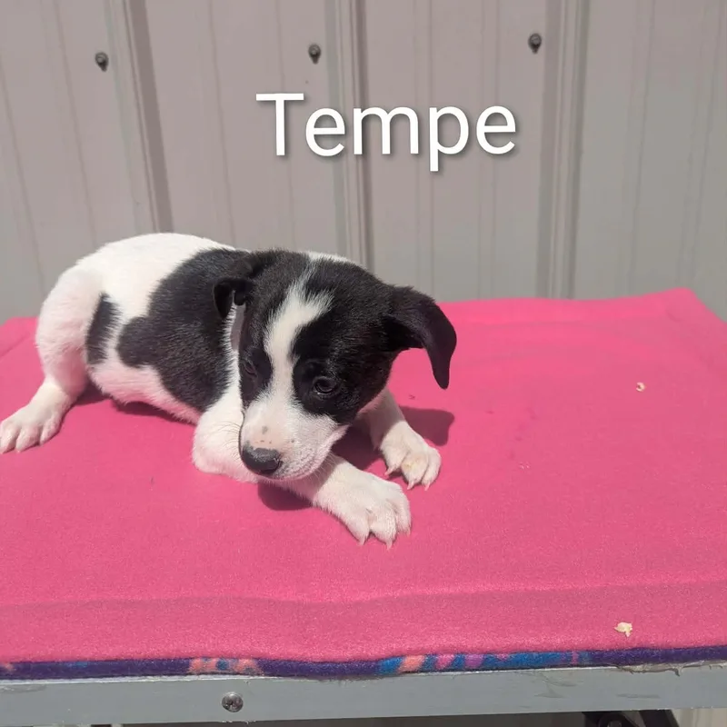 A baby medium-sized female White / Cream Mixed Breed dog named Tempe for adoption in Logan, OH