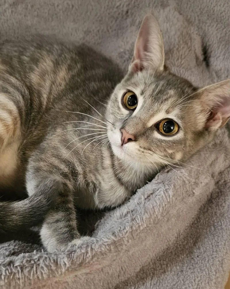 An adult medium-sized female Dilute Tortoiseshell cat named The Map for adoption in Trophy Club, TX