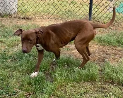 A young medium-sized female Terrier dog named Sweetie for adoption in Conway, SC