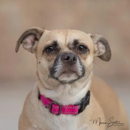 An adult small-sized female Chihuahua dog named Athena for adoption in Scottsdale, AZ