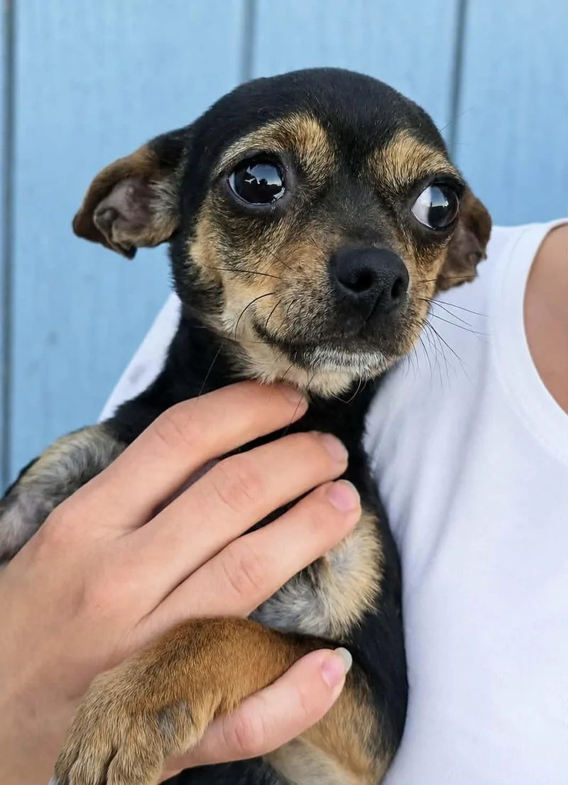 An adult small-sized male Chihuahua dog named Veda for adoption in Mukwonago, WI