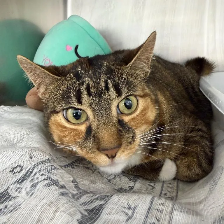 An adult medium-sized female Calico Domestic Short Hair cat named Mango for adoption in Walden, NY