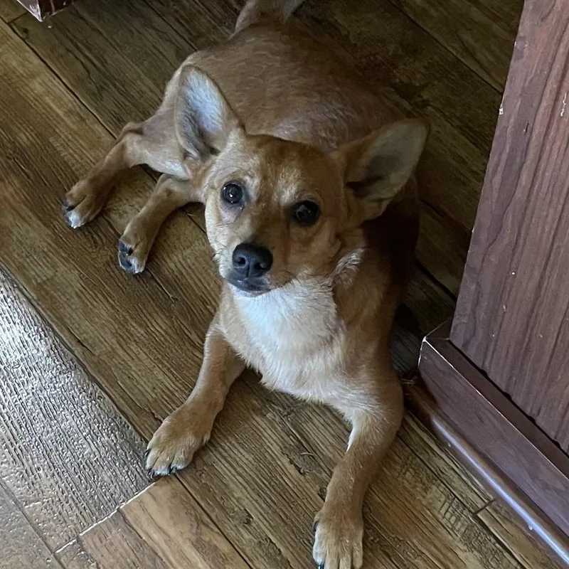 A young small-sized male Red / Chestnut / Orange Miniature Dachshund dog named Rowdy for adoption in Florala, AL