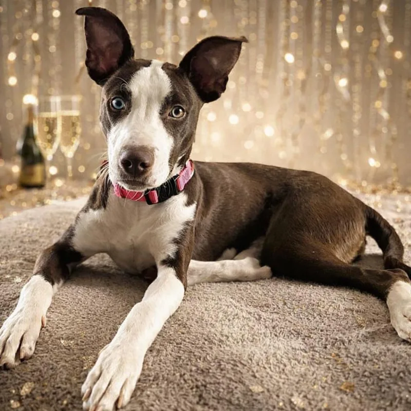 Pop Tart thumbnail 3