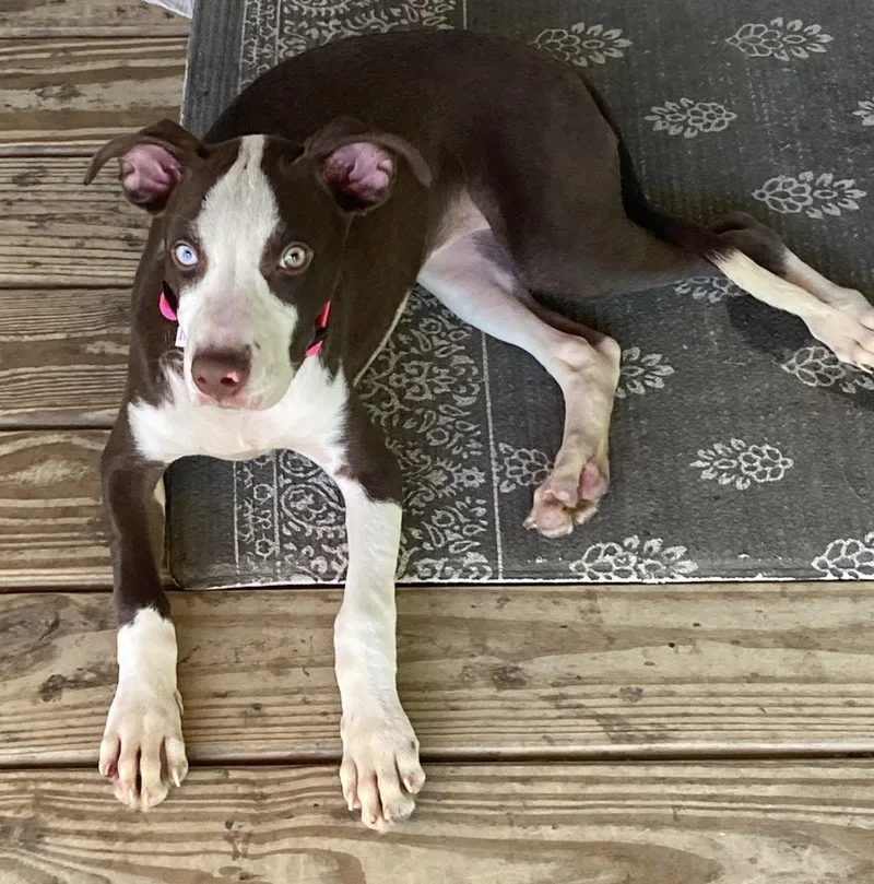 Pop Tart thumbnail 4