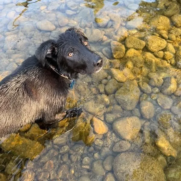A young medium-sized male Black Labrador Retriever dog named Bear for adoption in Tacoma, WA