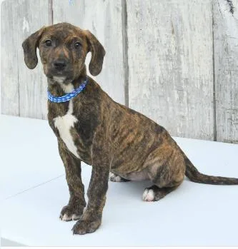 A baby medium-sized female Mixed Breed dog named Ann for adoption in West Chester, PA