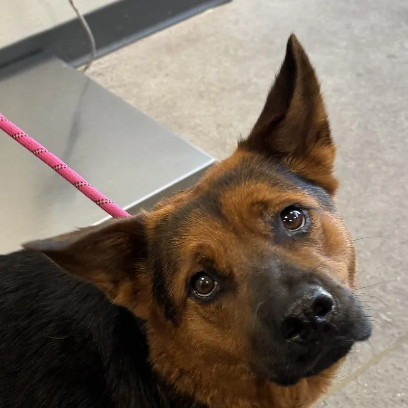 An adult medium-sized female Red / Chestnut / Orange Mixed Breed dog named Athena for adoption in Las Cruces, NM