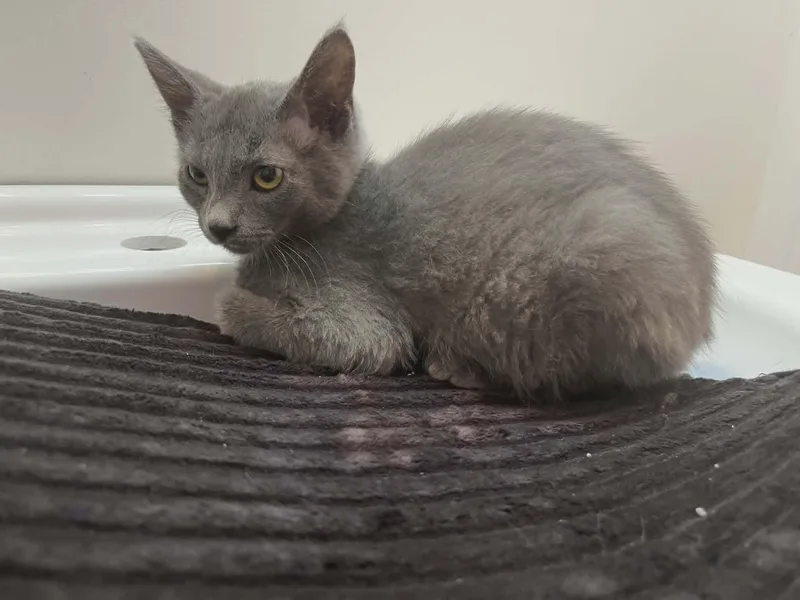A baby medium-sized female Gray / Blue / Silver Domestic Short Hair cat named Wasabi for adoption in Overland Park, KS