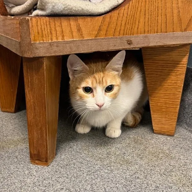 An adult medium-sized female Orange / Red Domestic Short Hair cat named Chilaquiles for adoption in Fort Collins, CO