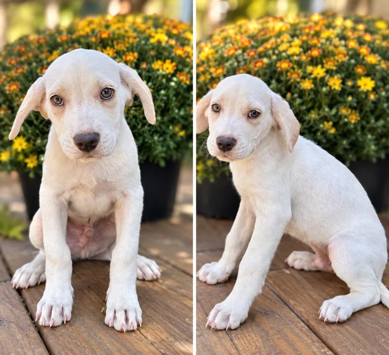 A baby medium-sized male Golden Retriever dog named Bubba for adoption in Russellville, KY