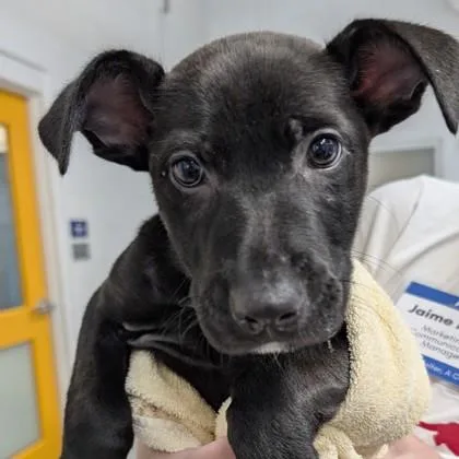 A baby small-sized male Labrador Retriever dog named Goofy for adoption in Voorhees, NJ