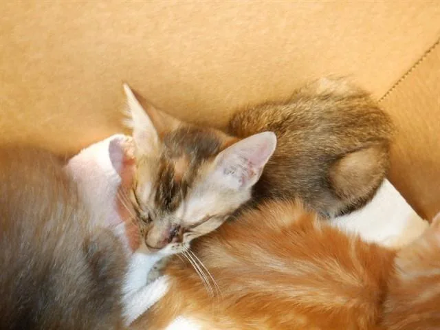 A baby small-sized female Domestic Short Hair cat named Heidi for adoption in San Jose, CA