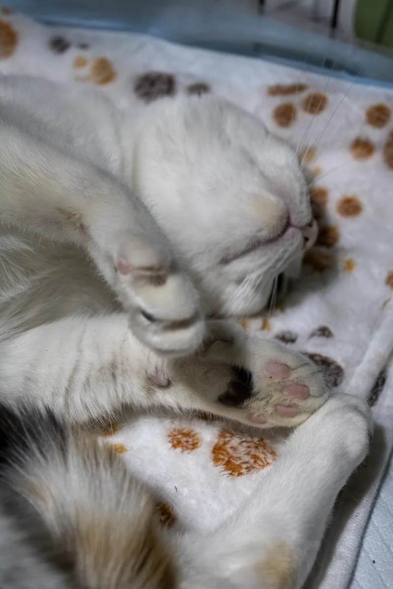 Sophie thumbnail 3
