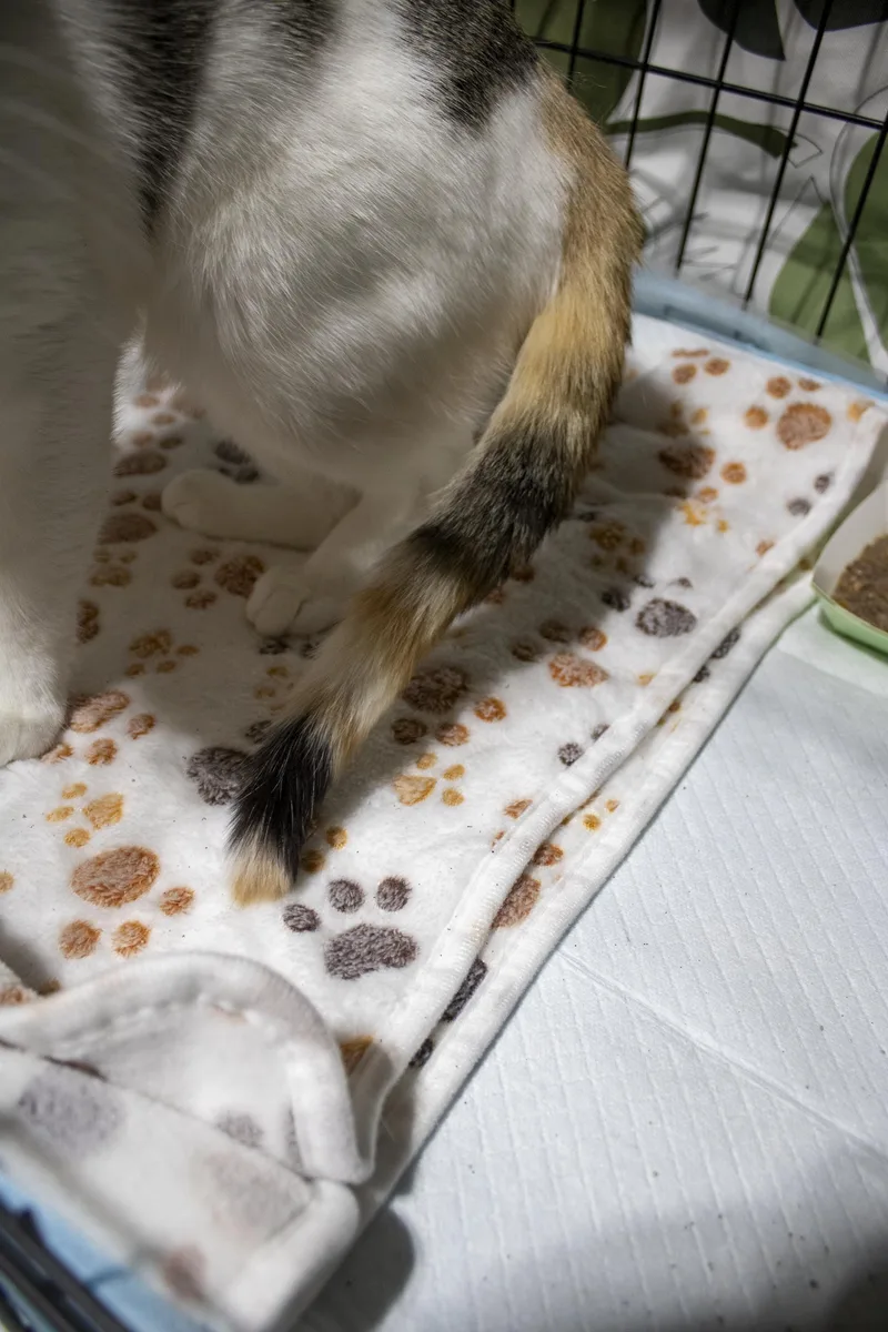 Sophie thumbnail 5